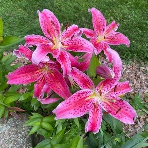 Meet your Posher, Jenni